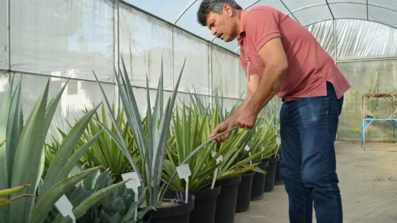 Tarcísio Gondim, de Embrapa Algodão: desarrollar la cadena del agave puede combatir desigualdades regionales — Foto: Alexandre Oliveira/Embrapa