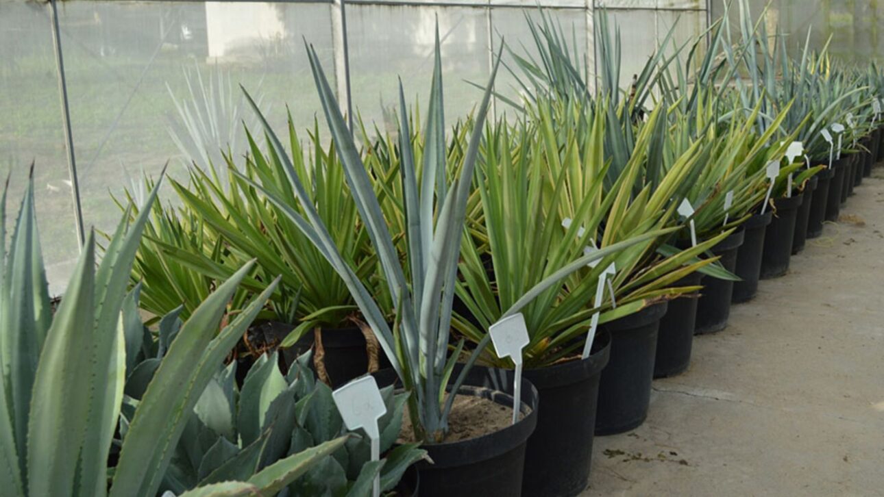 Descubre cómo el agave, planta usada en tequila, puede revolucionar la producción de etanol en Brasil y transformar el semiárido nordestino. (Imagen: Embrapa)