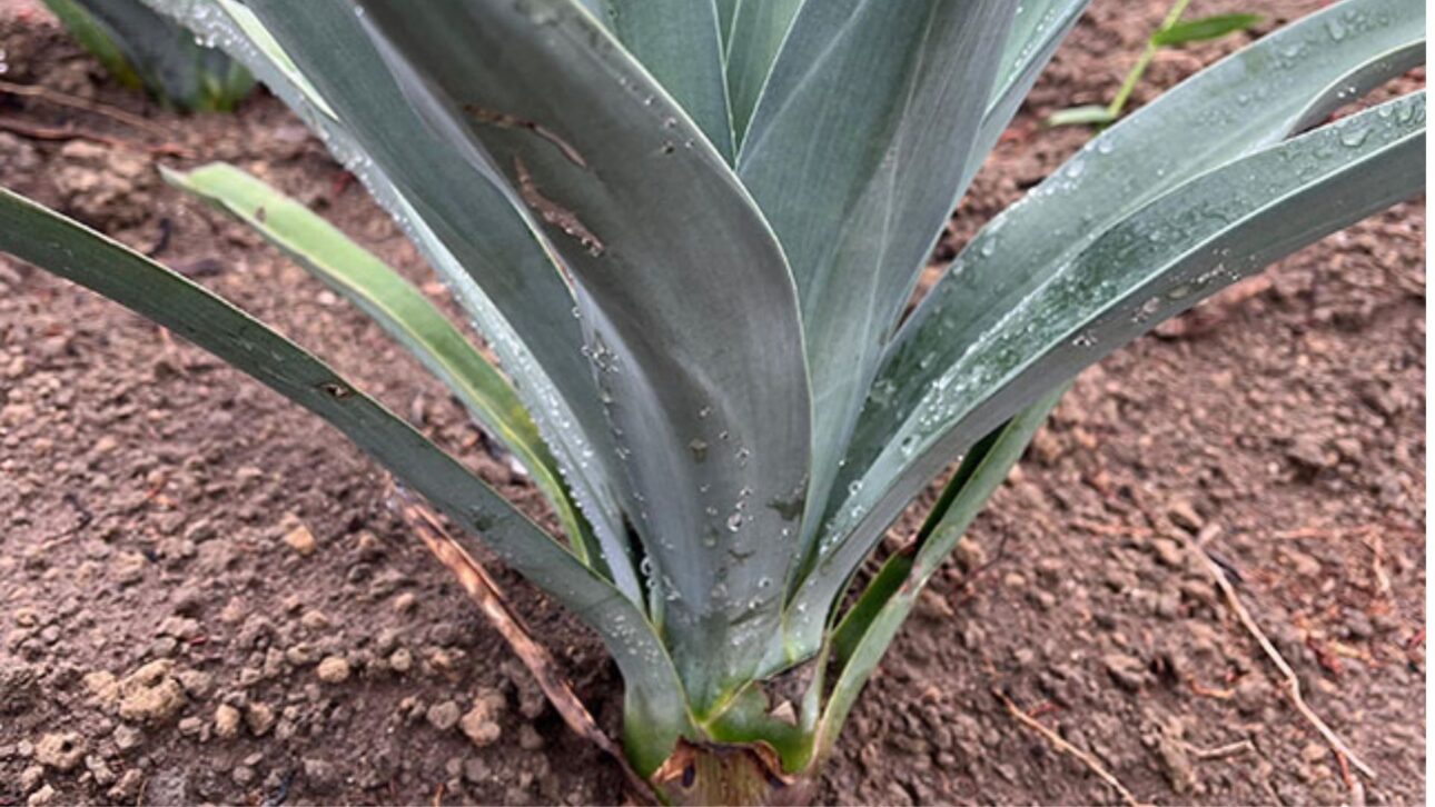 Descubre cómo el agave, planta usada en tequila, puede revolucionar la producción de etanol en Brasil y transformar el semiárido nordestino. (Imagen: Embrapa)