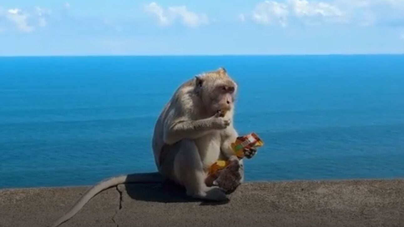 Monos de Bali roban iPhones y negocian devolución por frutas y galletas en el templo Uluwatu. Descubre cómo funciona este curioso intercambio.