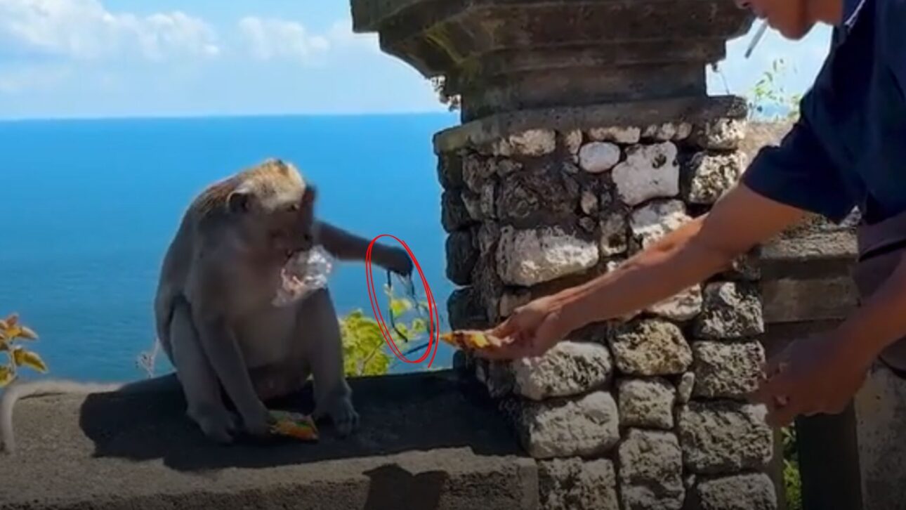 Monos de Bali roban iPhones y negocian devolución por frutas y galletas en el templo Uluwatu. Descubre cómo funciona este curioso intercambio.
