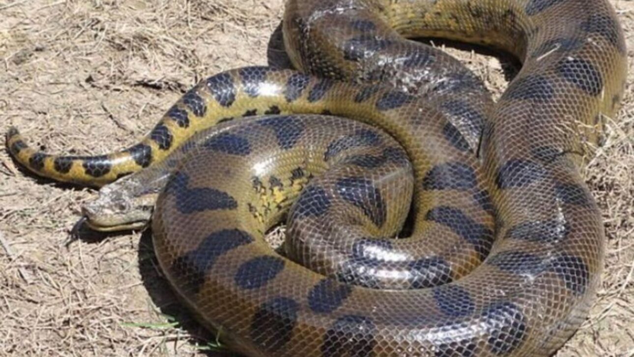 Investigadores identifican nueva especie de sucuri en la Amazonía con 6,3 m, 200 kg y diferencia genética mayor que entre humanos y chimpancés.