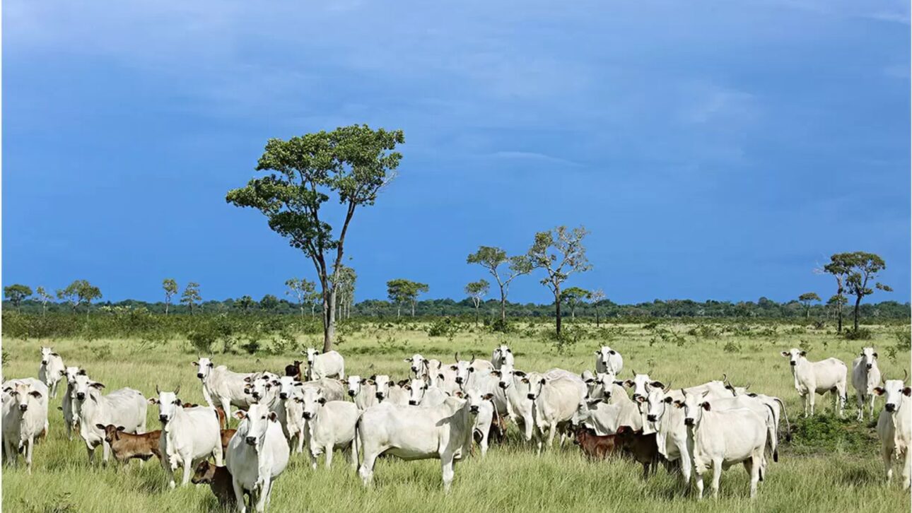 Rebaño de nelore en pasto abierto, destacando la extensión de las áreas de pasto y el manejo de ganado en ciclo completo, con integración con la naturaleza.