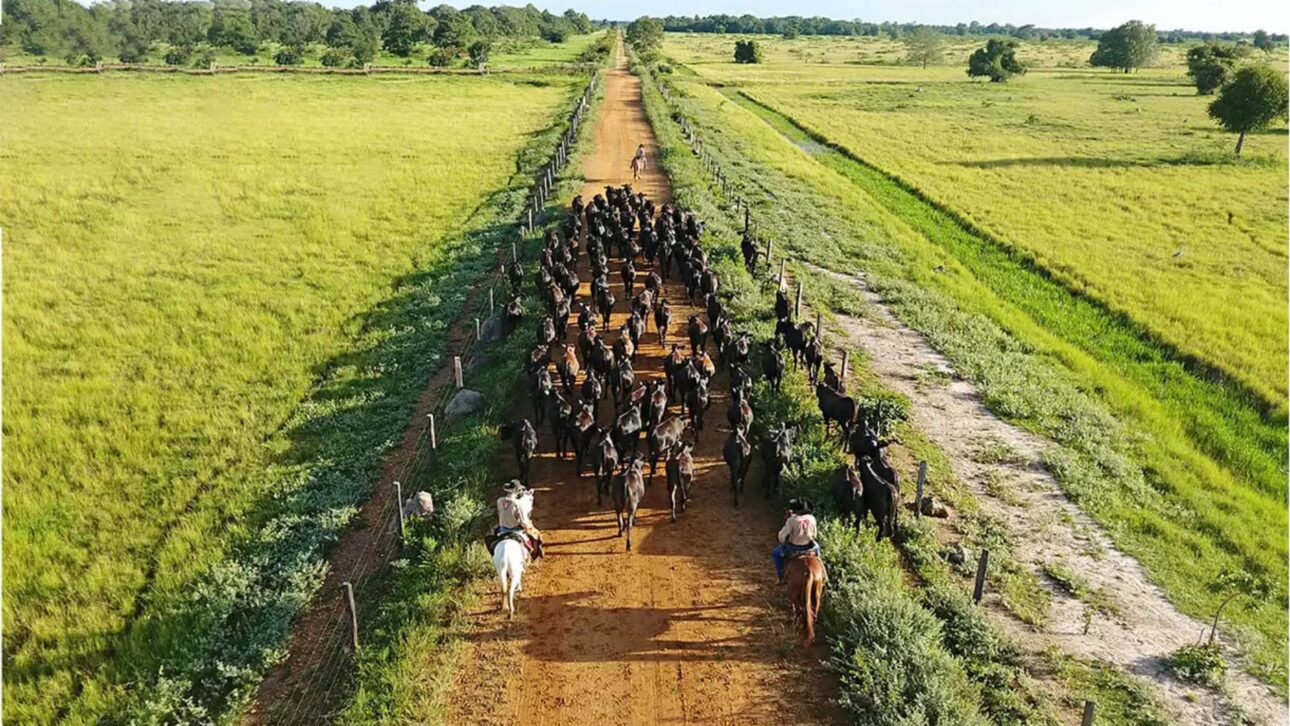 Peón conduciendo ganado por camino interno, ilustrando la logística intensiva y las vías que interconectan corrales, lotes y sectores operativos de la propiedad.