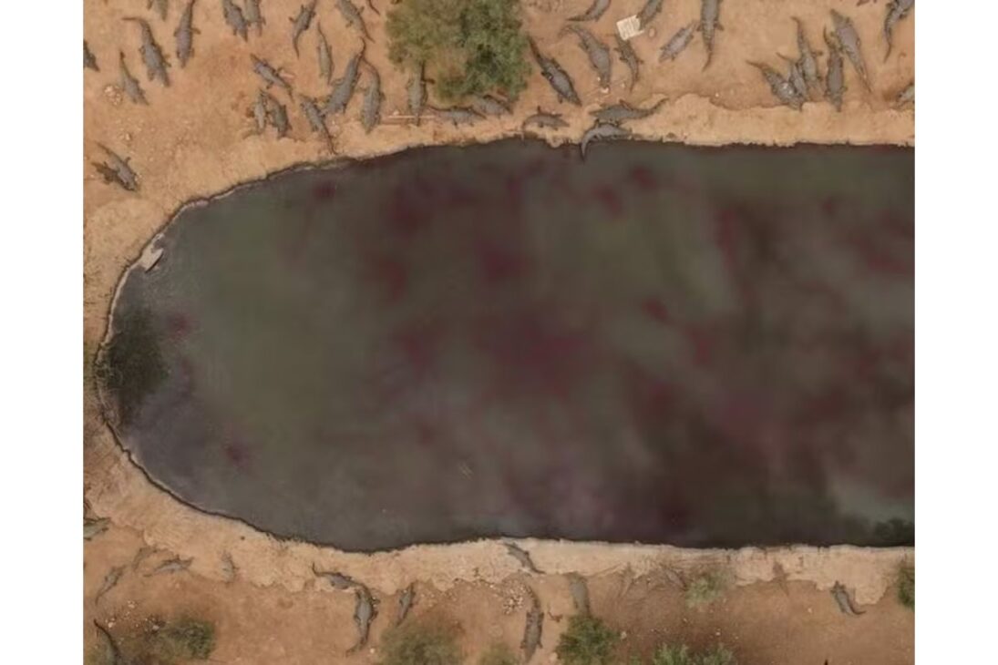 Israel alega riesgo y sacrifica 200 cocodrilos en una granja en Cisjordania; ONG denuncia 'fracaso ético'