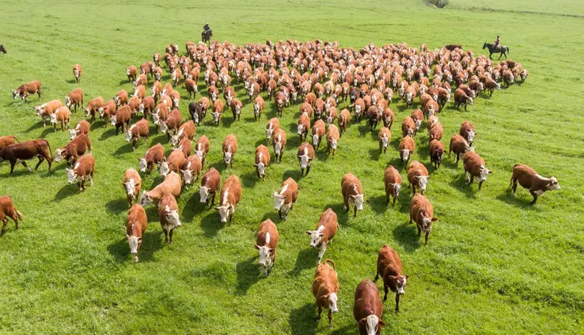 Rebanho bovino em pastagem verde com vaqueiros ao fundo