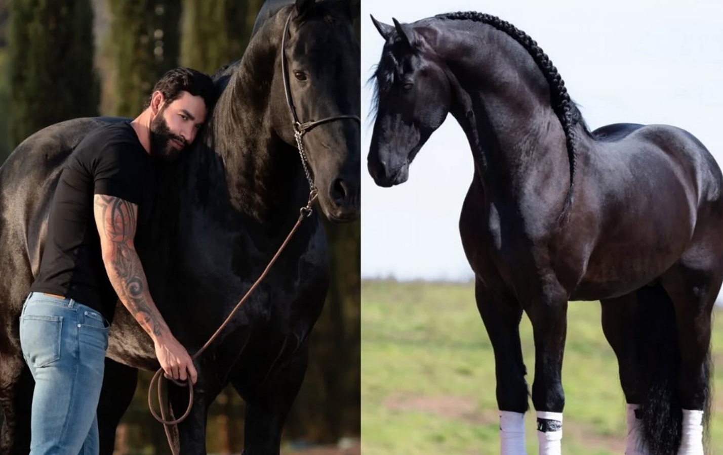 Gusttavo Lima, cavalo