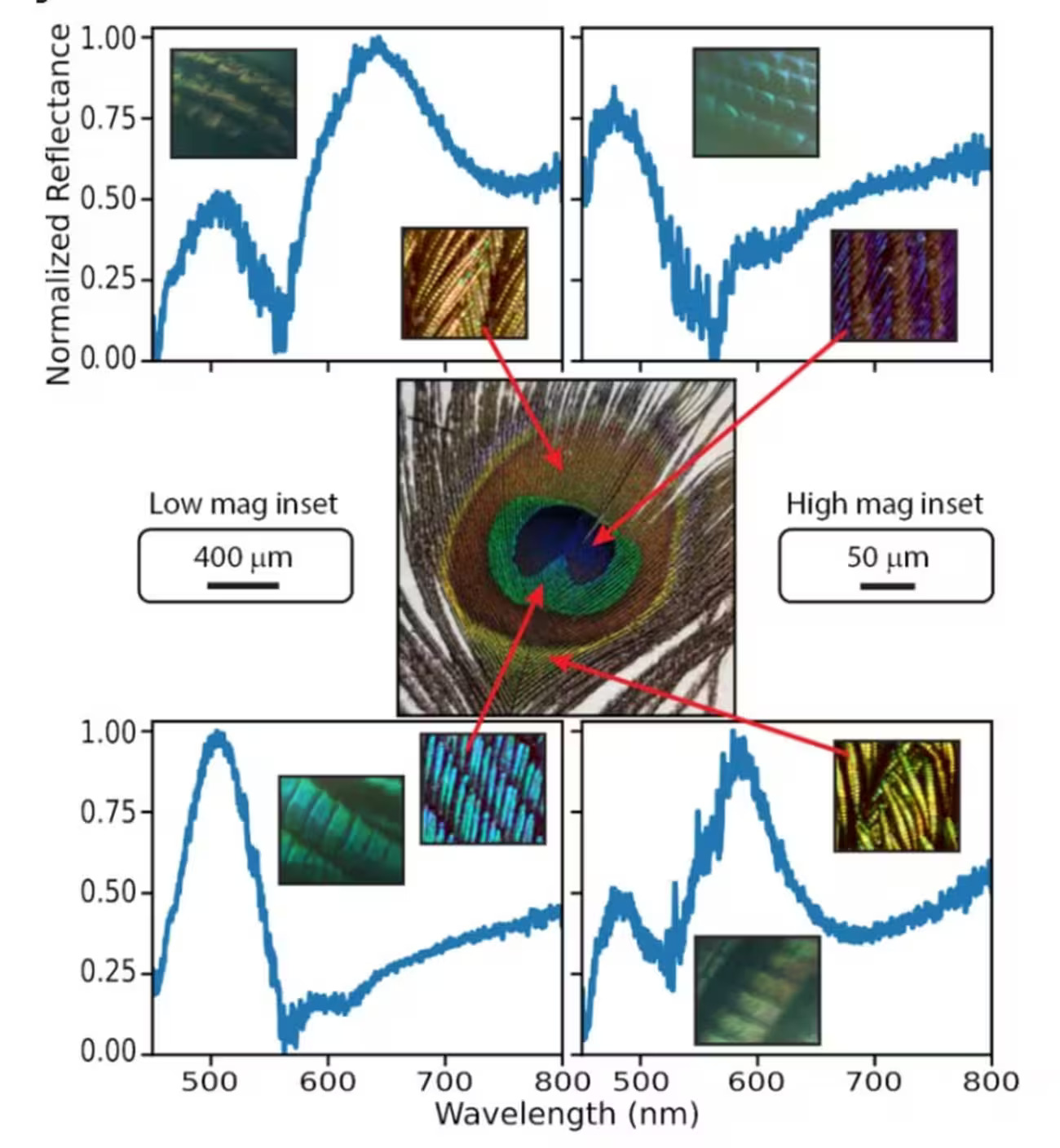 Pavões, Laser, Luz, Penas