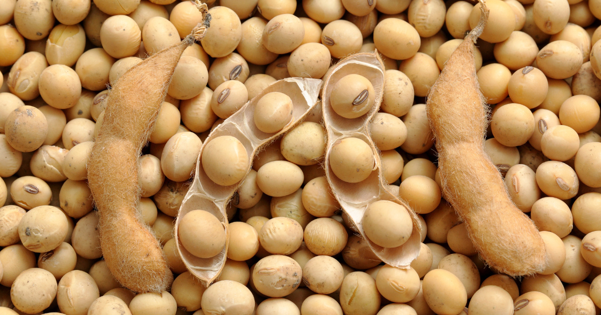 Tregua entre EE.UU. y China presiona a Brasil en el mercado de soja y puede cambiar la liderazgo global de la commodity agrícola.