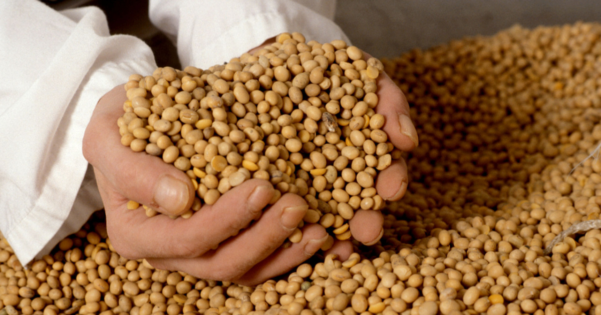 Trump presiona China a cuadruplicar soja de EE. UU. y desafía liderazgo de Brasil en mercado bilionario ligado a carne hasta 2030.