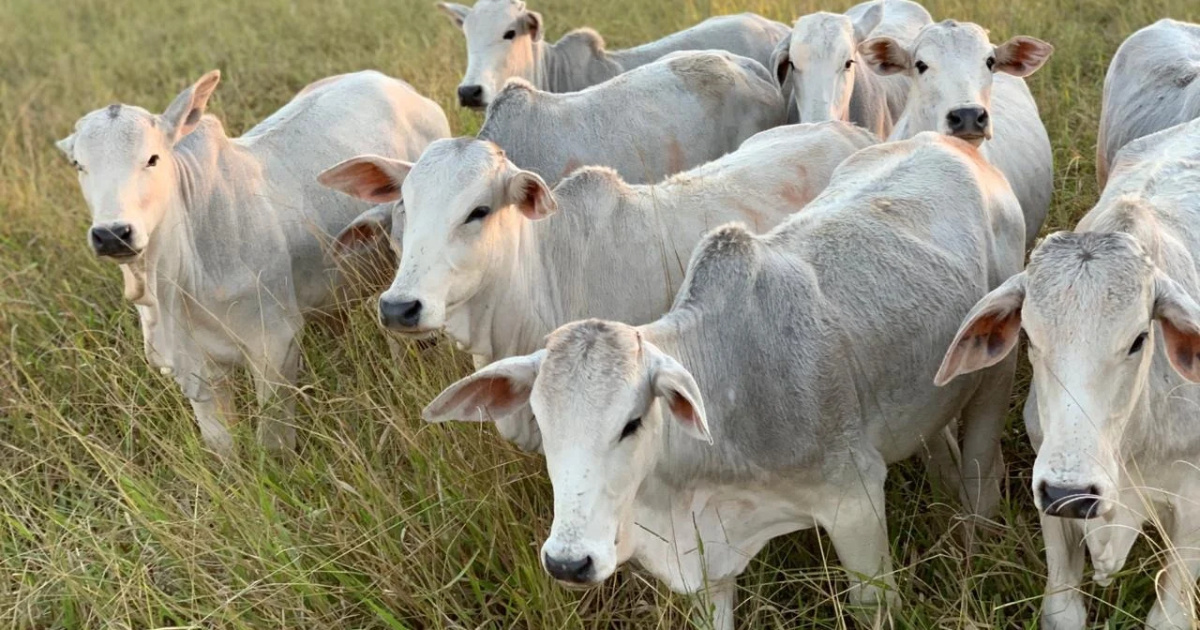 Brasil retoma exportación de ganado vivo para Turquía, con 21,9 mil animales embarcados en julio y crecimiento de 47% en el semestre.