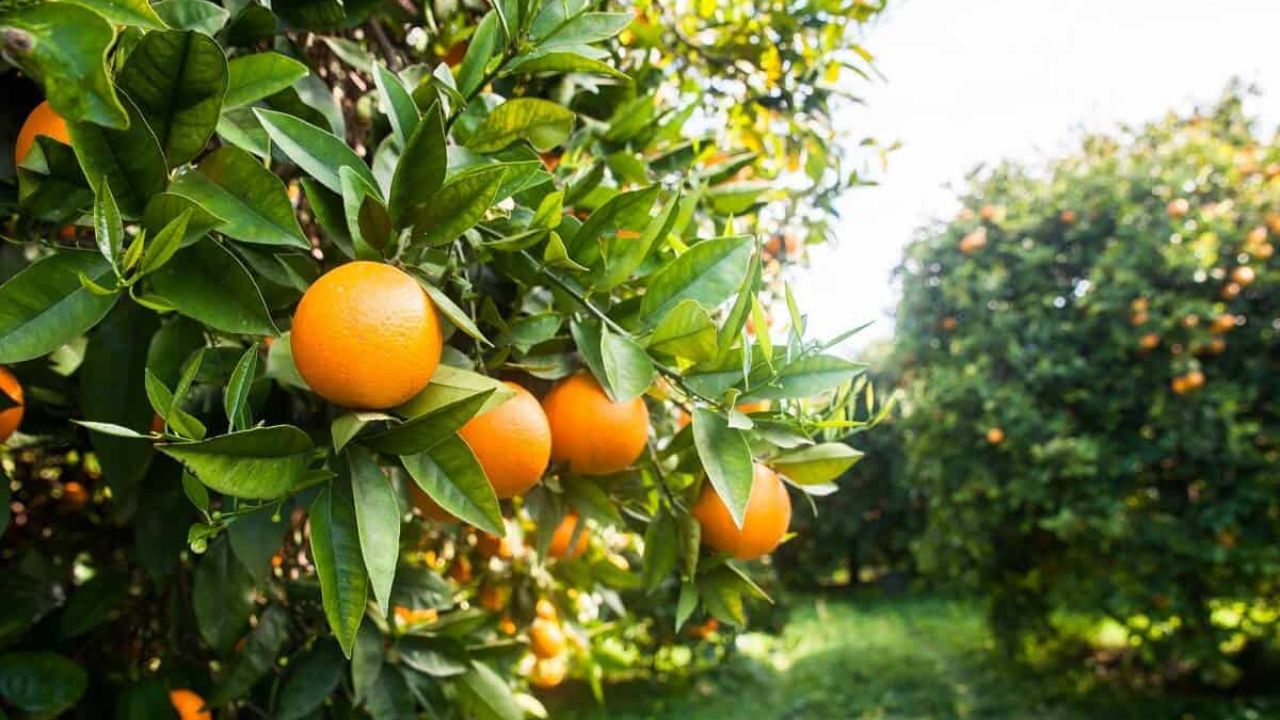 Del campo a la ciencia, cada fruta lleva el potencial de transformar residuos en soluciones ecológicas.
