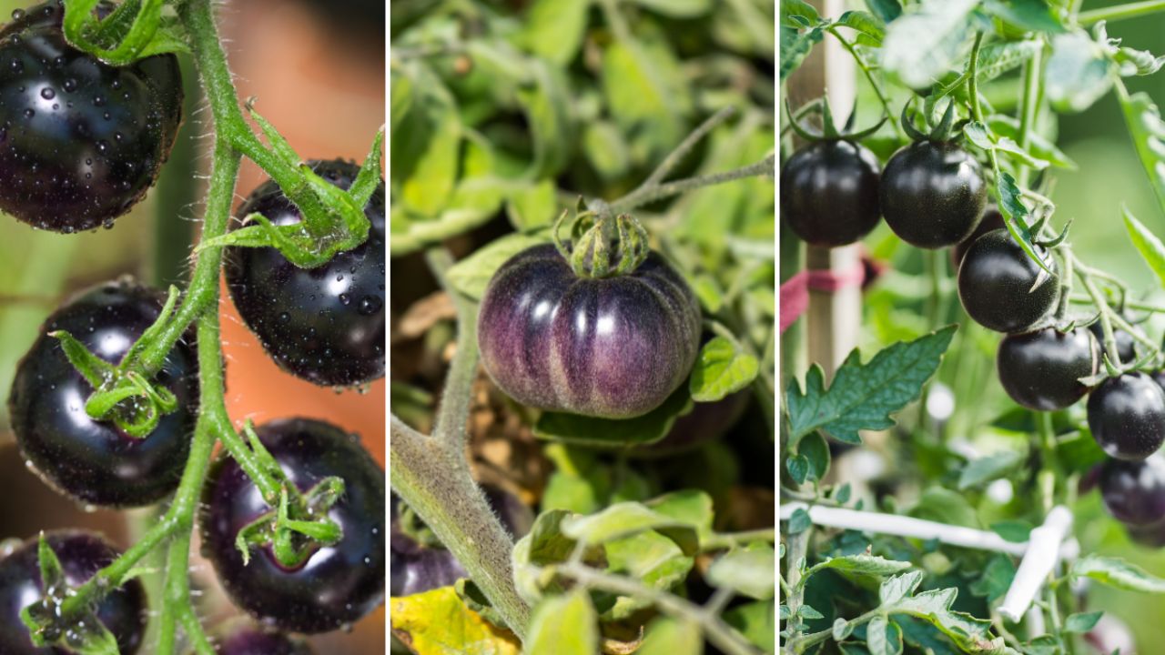 De izquierda a derecha: tomate Indigo Rose, Black Krim y Black Cherry. Imagen: Adobe Stock
