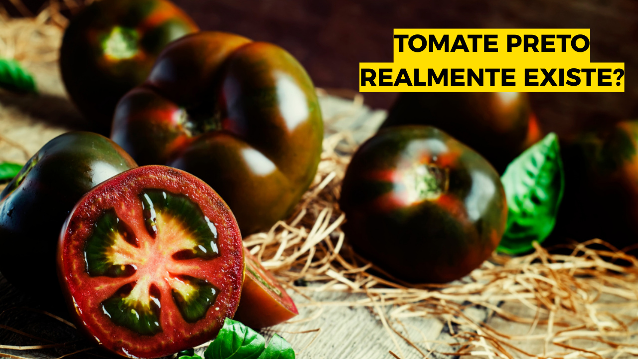 O tomate preto é real e vem conquistando espaço nas hortas e na gastronomia mundial. Descubra sua origem, variedades, sabor único e o que produtores brasileiros precisam saber antes de cultivar essa fruta exótica. Fonte: Canva