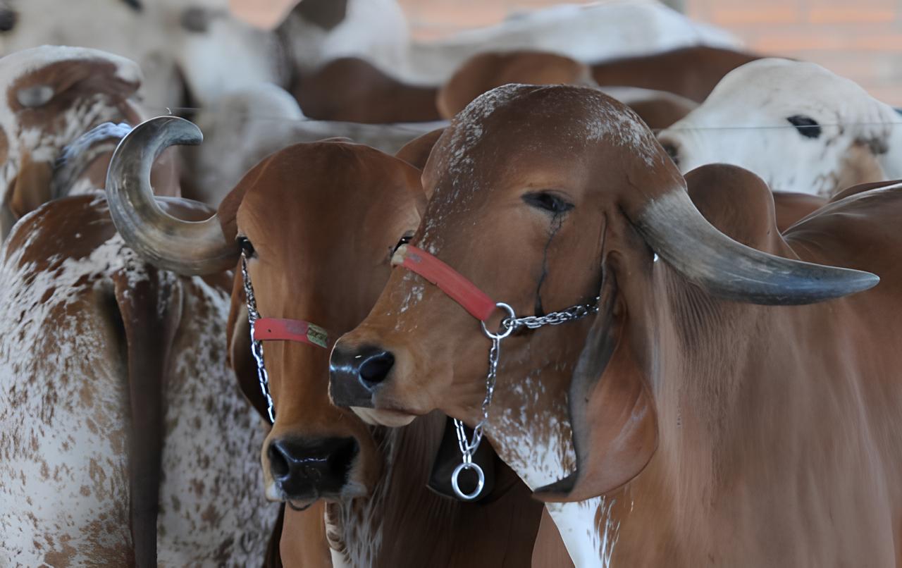 As ‘supervacas’ zebu transformaram o Brasil no maior exportador de carne bovina do mundo: animais de até 1m80, corcunda imponente e genética aprimorada que domina os pastos nacionais