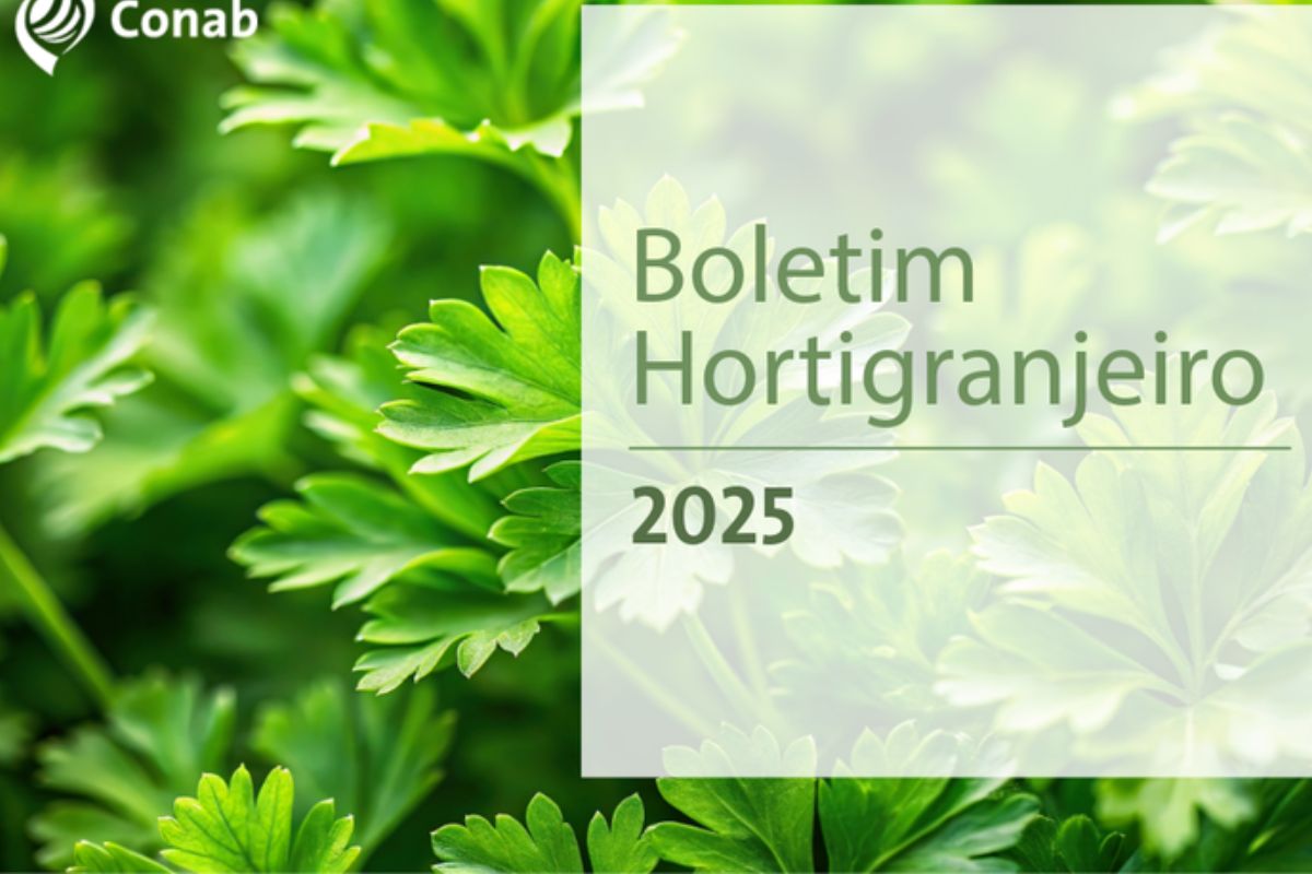 O preço do tomate apresentou redução na primeira quinzena de setembro, conforme dados do 9º Boletim Hortigranjeiro 2025 da Companhia Nacional de Abastecimento (Conab)