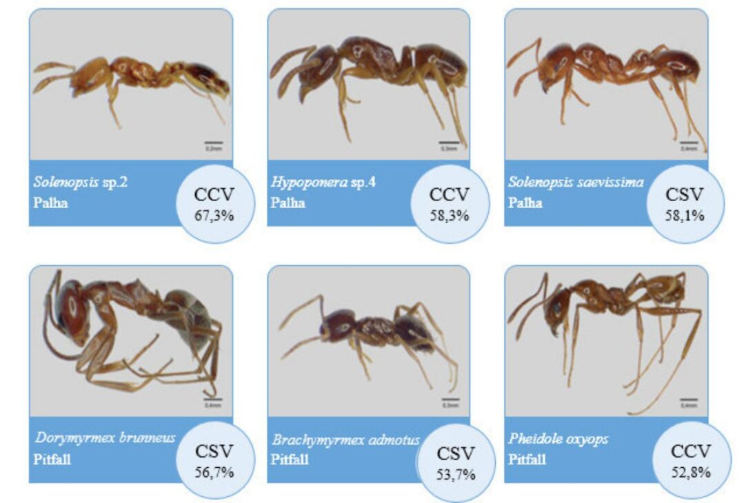 Las hormigas no duermen como los humanos: centenas de siestas de un minuto, colonia activa 24 horas y reina con sueño profundo garantizan supervivencia