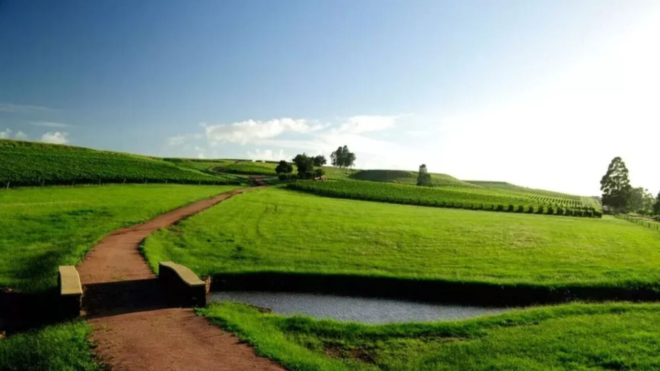 A los 75 años, Galvão Bueno se destaca en el agronegocio con Bellavista Estate, unindo vinos premiados y tradição en el esporte.
