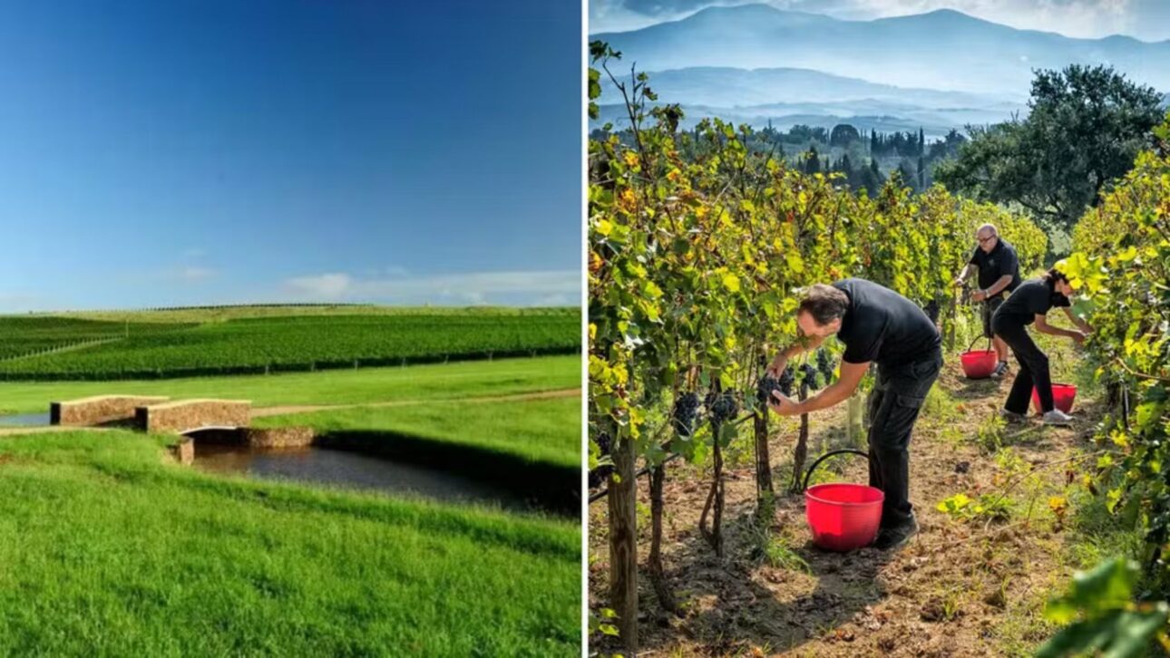 A los 75 años, Galvão Bueno se destaca en el agronegocio con Bellavista Estate, unindo vinos premiados y tradición en el deporte.