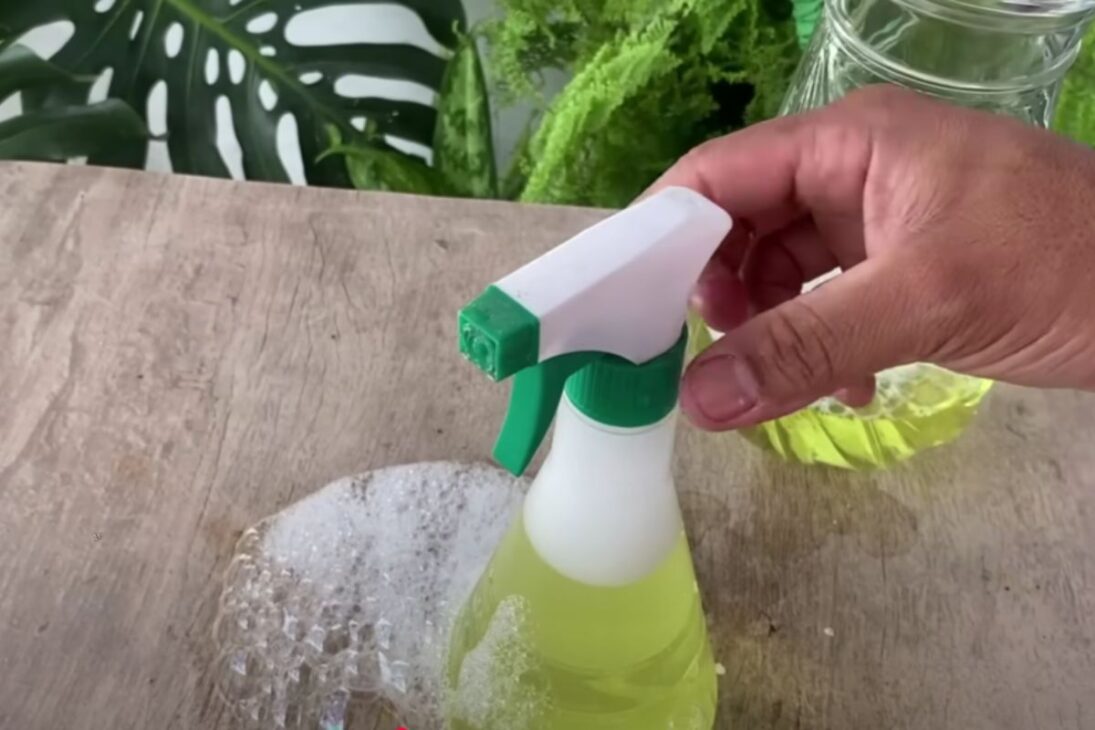 Mezcla simple de vinagre, detergente y agua mata termitas en hasta 10 segundos y evita daños en casa o jardín