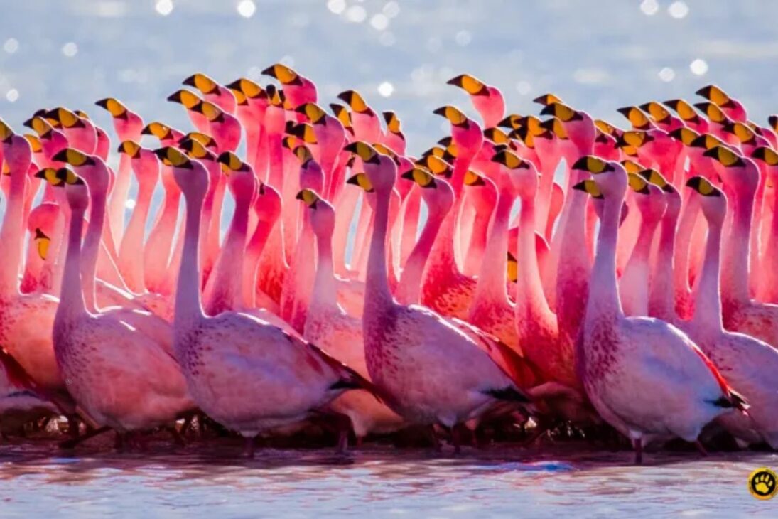 Investigaciones a largo plazo en el Salar de Atacama apuntaron a una reducción de 10% a 12% en las poblaciones de flamenco andino y flamenco de James en solo 11 años.