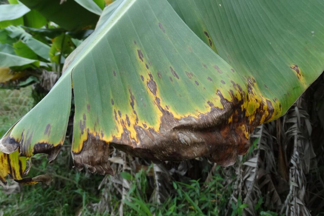 La Sigatoka negra deja lesiones como estas en las hojas del banano. (Foto: Lea Cunha/Embrapa)
