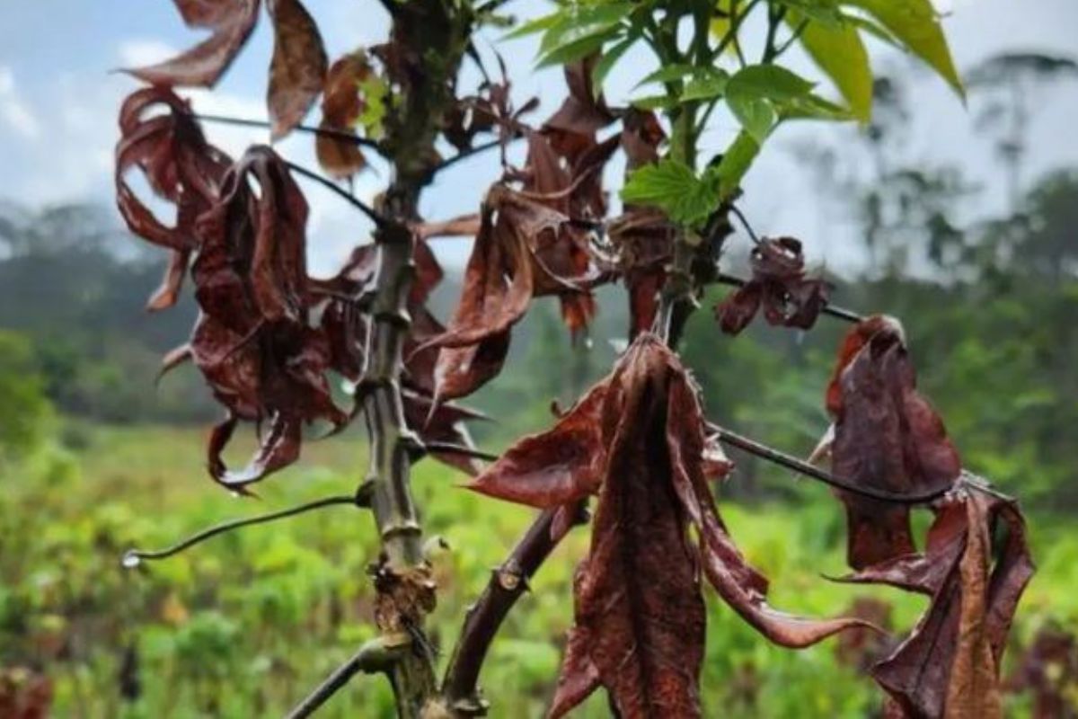 A medida vai beneficiar agricultores familiares, comunidades indígenas e quilombolas no Amapá e Pará, ampliando ações de assistência técnica, práticas agroecológicas e segurança alimentar