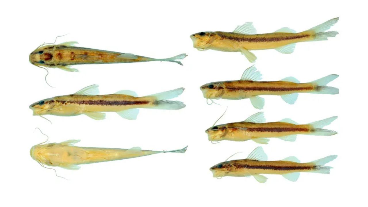Investigadores identifican nueva especie de pez en el Xingu, Imparfinis arceae, con diferencia morfológica y genética significativa.
