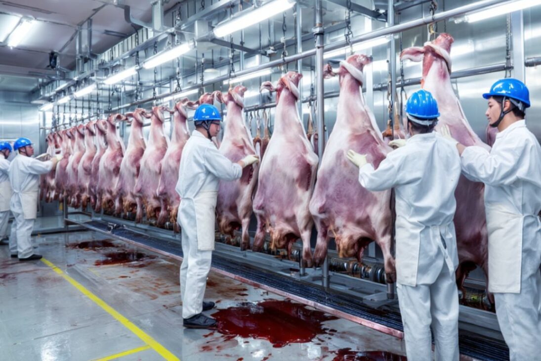 Los Abates de Bovinos en Brasil Pueden Alcanzar 40,8 Millones en 2025 con un Aumento de 3%, Pero 2026 Trae Proyección de Caída en el Mercado Interno