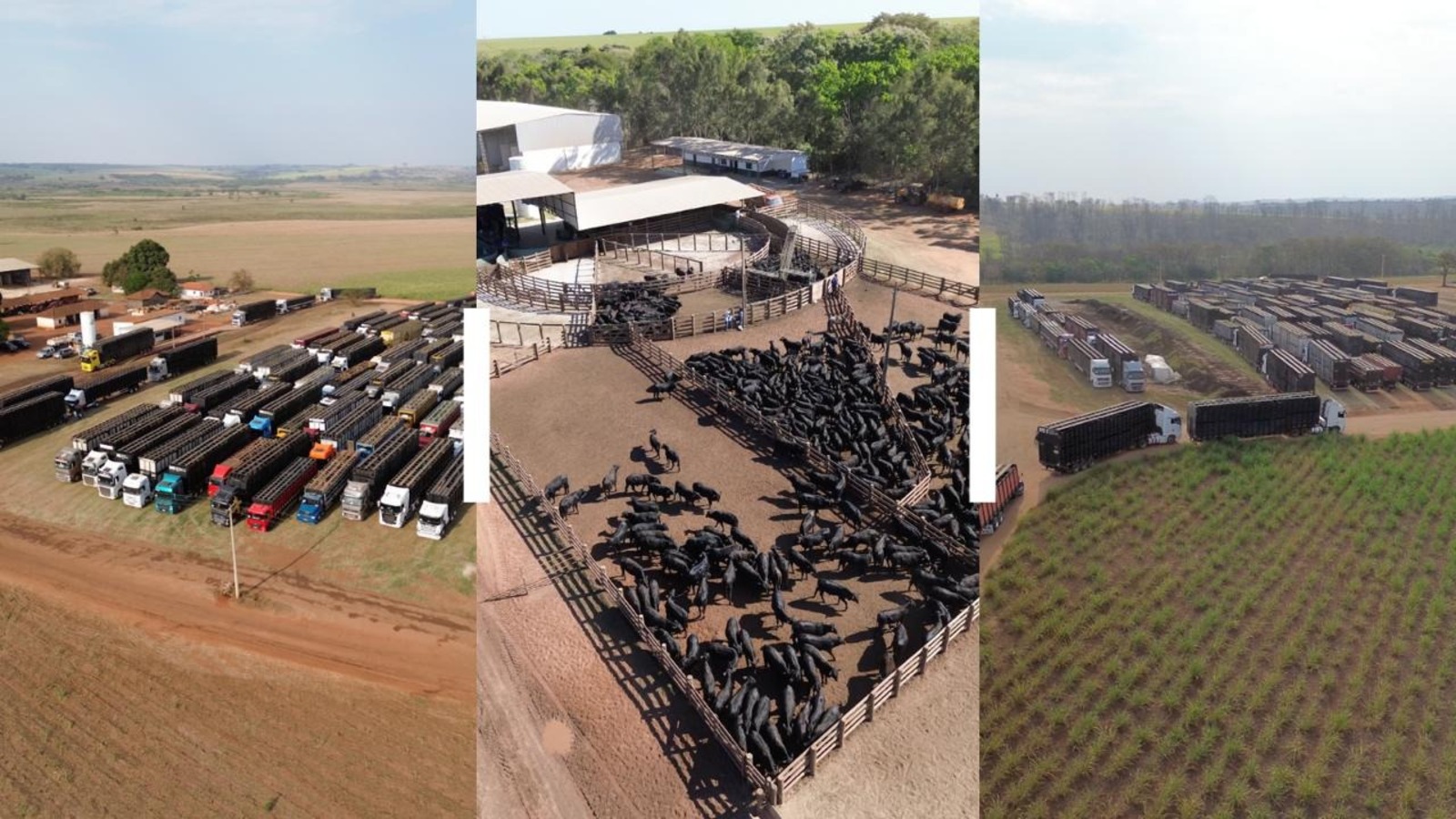 Bois vivos, Transporte, Caminhões