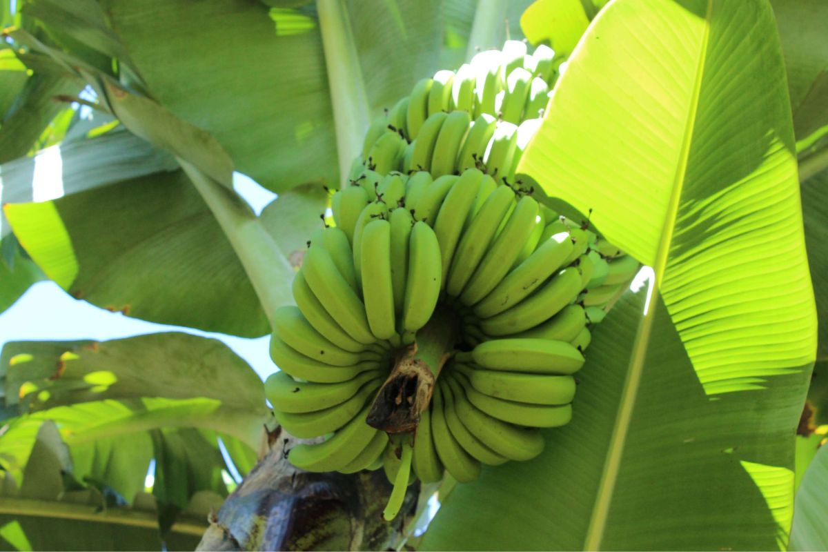A banana produzida em Santa Catarina conquistou espaço importante na exportação agrícola