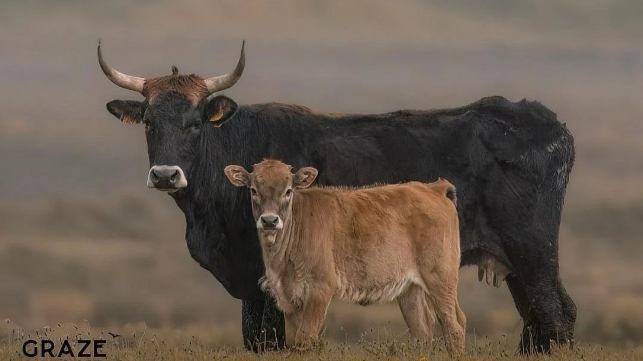 Raça extinta em 1627 é recriada como o maior bovino do mundo. Projeto Tauros resgata legado ecológico e genético com impacto na biodiversidade.