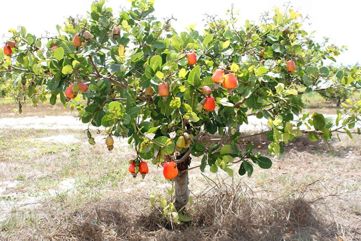 O cajueiro-anão não sucumbiu à escassez hídrica dos últimos meses no semiárido nordestino e garante alta produção