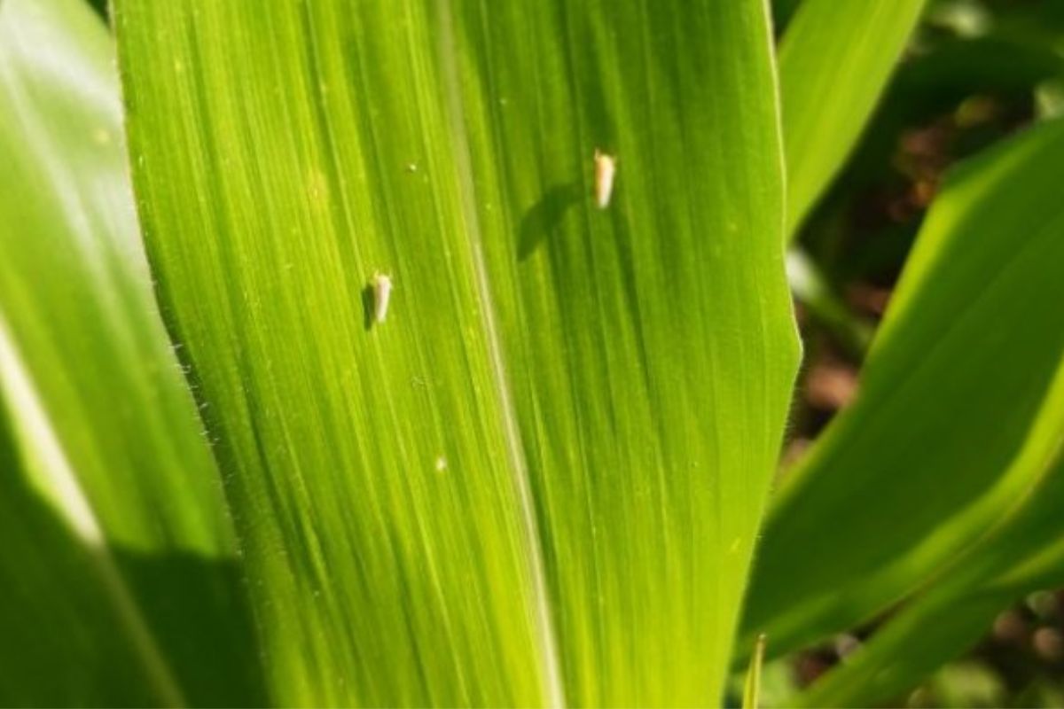 As cigarrinhas-do-milho estão cada vez mais em evidência nas lavouras de Santa Catarina