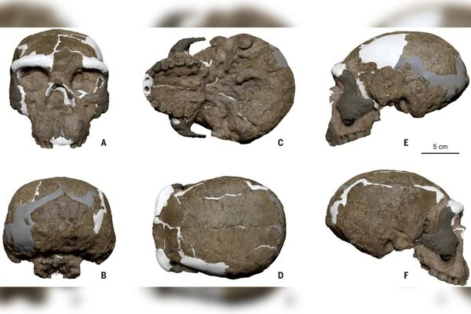 Crânio, China, Evolução humana