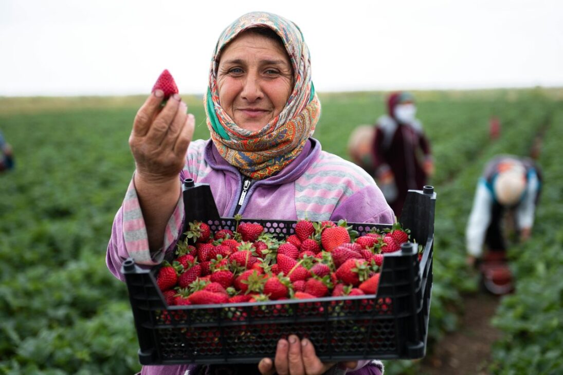El desembolso rural en los meses de julio y agosto de 2025 alcanzó R$ 81,11 mil millones