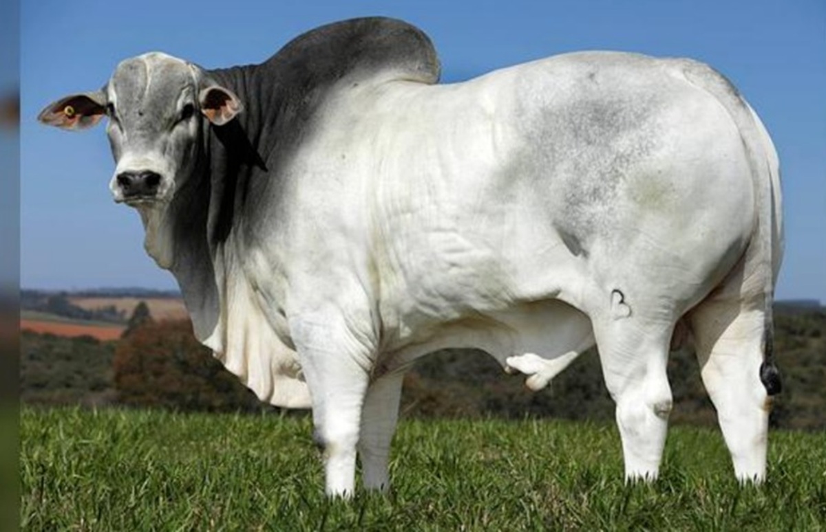 Nelore domina a pecuária brasileira com rusticidade, peso de até 1.200 kg e genética refinada, representando 80% do rebanho nacional.