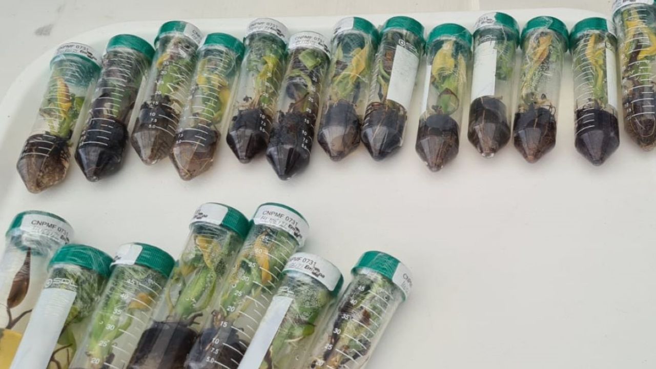 extinción de la banana; investigación embrapa