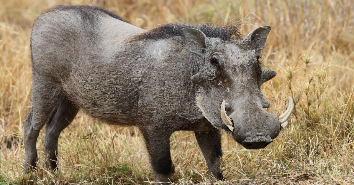 Brasil puede autorizar abate de 1 millón de jabalíes en 2025 con cazadores acreditados y descentralización del control de la especie. (Foto: animales)