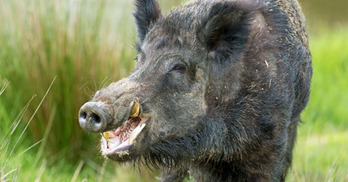 Brasil puede autorizar abate de 1 millón de jabalíes en 2025 con cazadores acreditados y descentralización del control de la especie. (Foto: legalmentearmado)