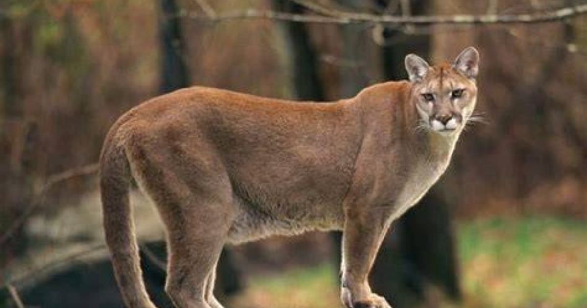 Ibama alerta para riscos de javalis e onças no Espírito Santo e promove oficinas de prevenção para proteger agropecuária e moradores. (Foto: segredosdomundo)