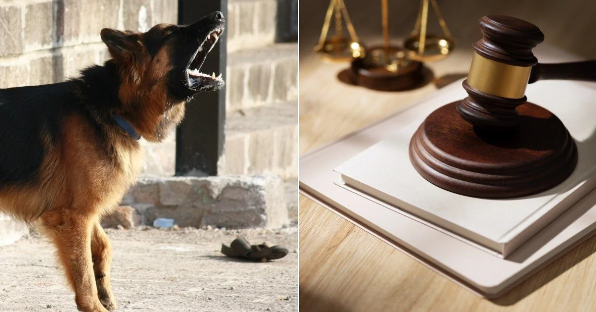 TJSC decide que latidos ocasionais não geram indenização. Caso em Itajaí reforça que só prova técnica pode garantir ação por barulho.