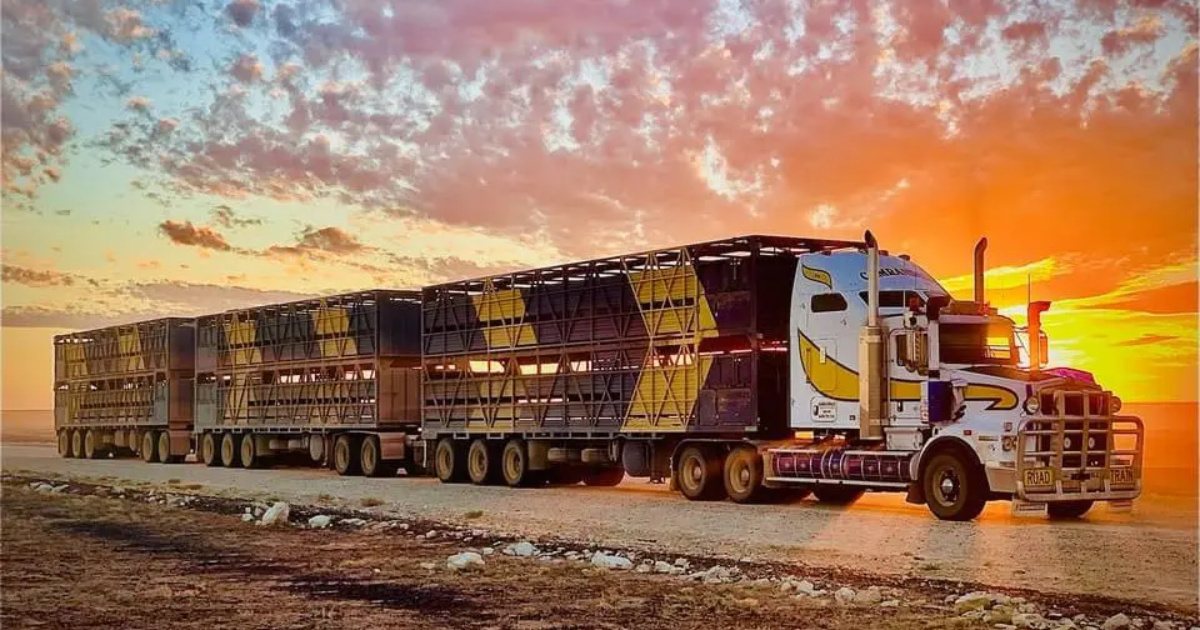 Conozca el mayor camión de ganado del mundo, con 53 metros, 4 remolques y 600 cv, capaz de transportar cientos de bovinos.