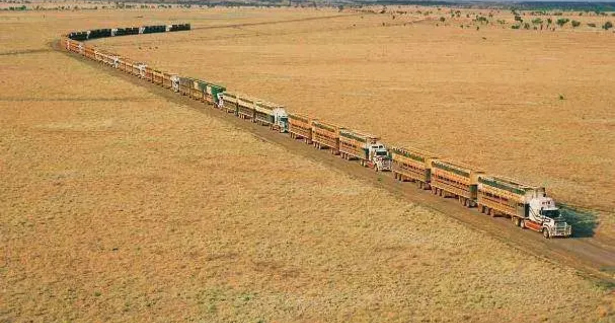 Conozca el mayor camión de ganado del mundo, con 53 metros, 4 remolques y 600 cv, capaz de transportar cientos de bovinos.
