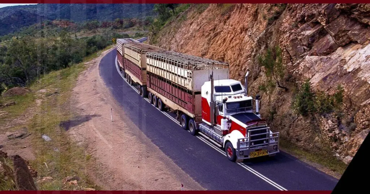 Conozca el mayor camión de ganado del mundo, con 53 metros, 4 remolques y 600 cv, capaz de transportar cientos de bovinos. (Imagen: By Howard Shanks)