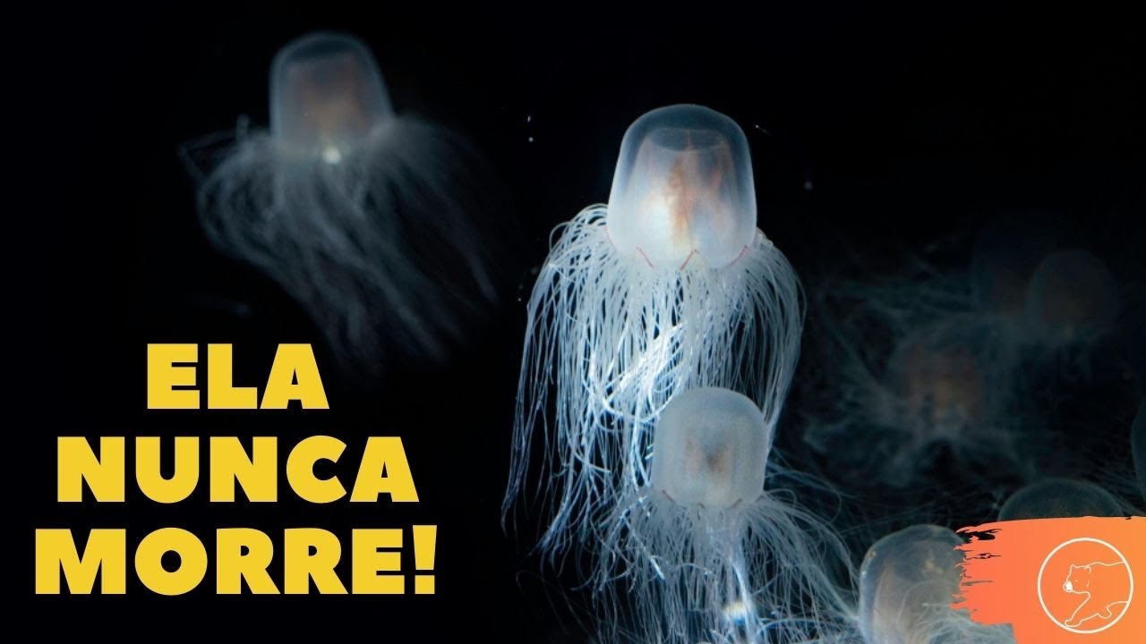 Sob as águas do Japão, cientistas revelam a “água-viva imortal” capaz de rejuvenescer indefinidamente, revertendo seu ciclo de vida e voltando a ser jovem para sempre