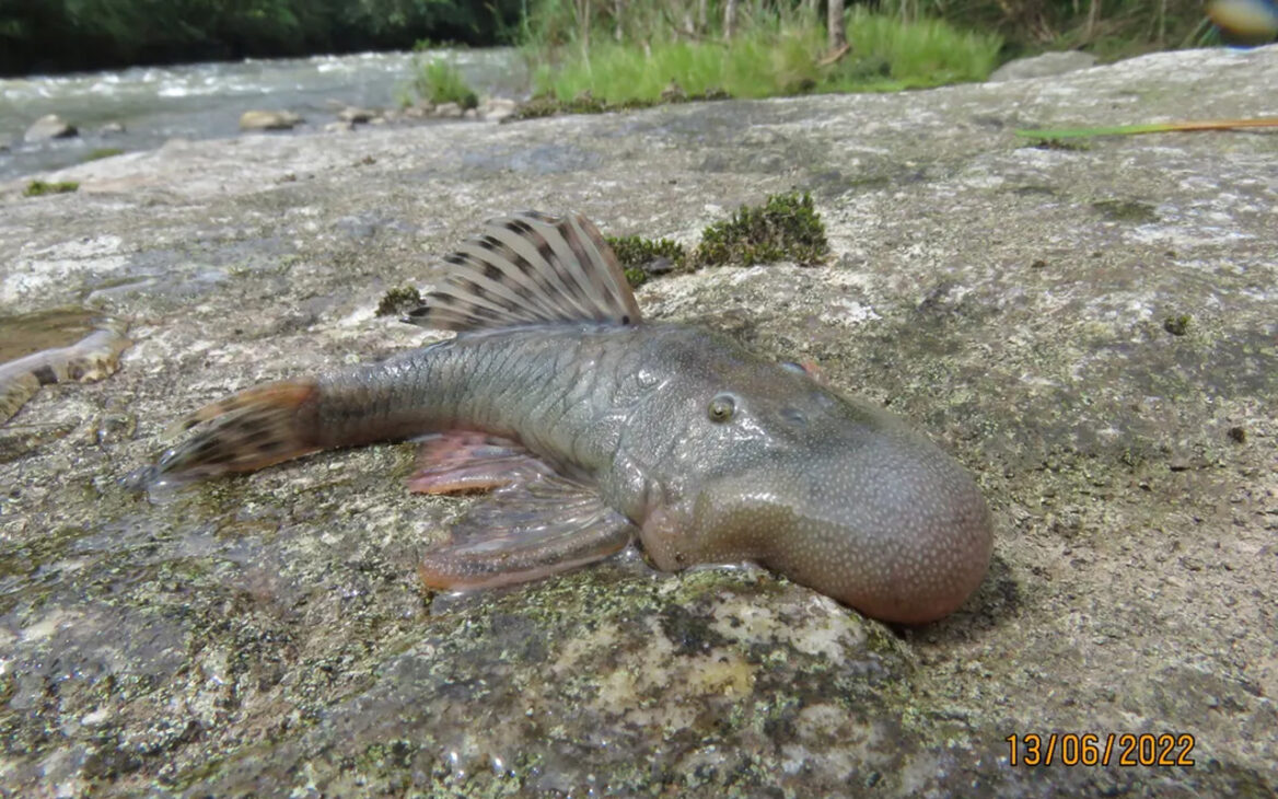 pez de cabeza hinchada