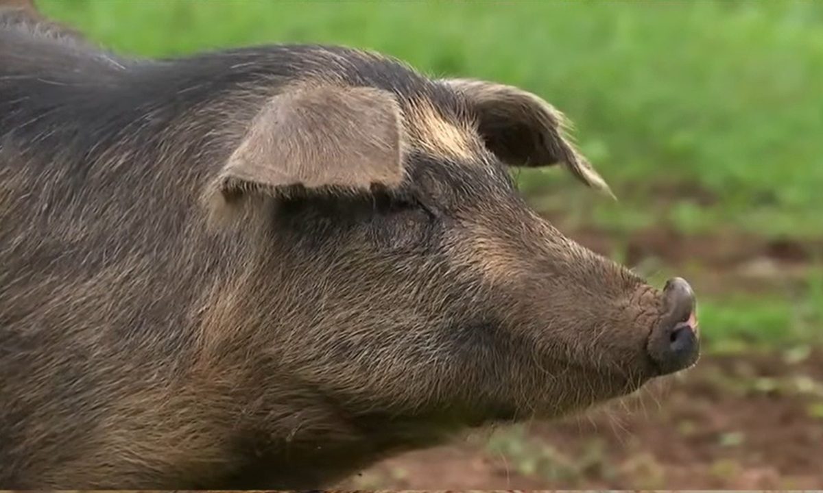 Descubra como o porco Moura, descendente dos ibéricos, adaptou-se ao Brasil, sendo criado em florestas nativas e produzindo carne marmorizada única.