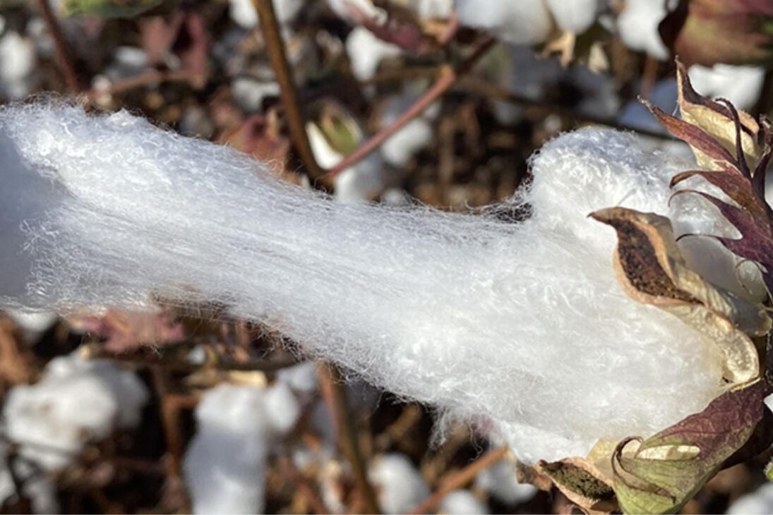 Existen variedades orientadas al mercado de lujo que ofrecen protección contra plagas, proporcionando alternativas seguras y eficientes para productores brasileños.
