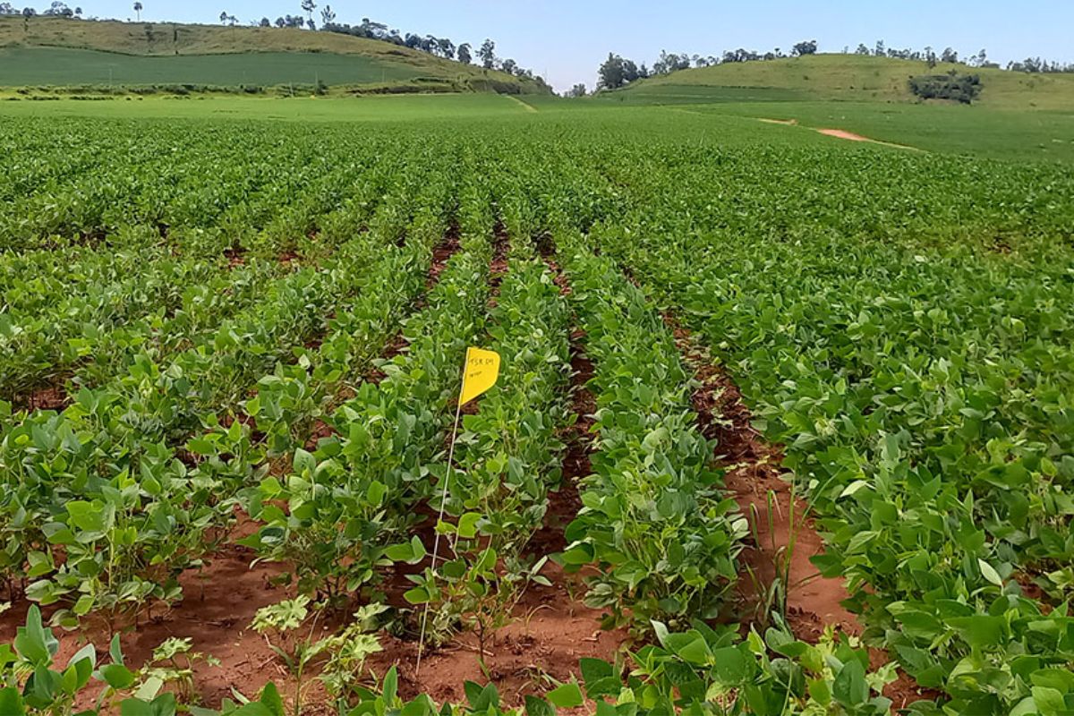 Modelo prevê a produtividade agrícola usando imagens de satélite, ajudando produtores a planejar melhor suas lavouras, prever safras e acompanhar o crescimento de culturas como cana-de-açúcar e soja.